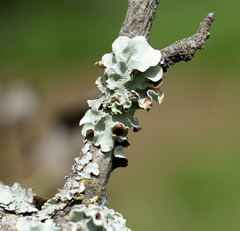 Lichens which a child fondly referred to as tree popcorns once