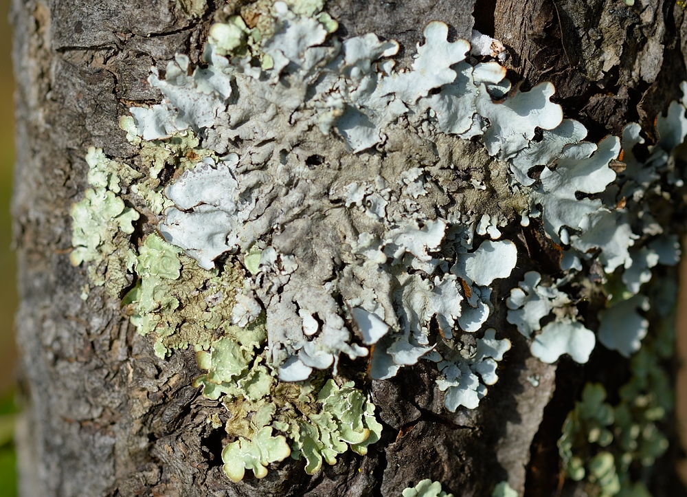 Different colored lichens on an old tree