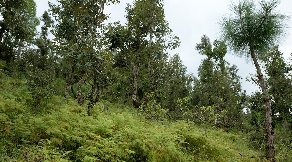 Forest of Oaks with Ferns