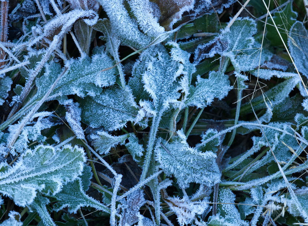 Frosted Leaves