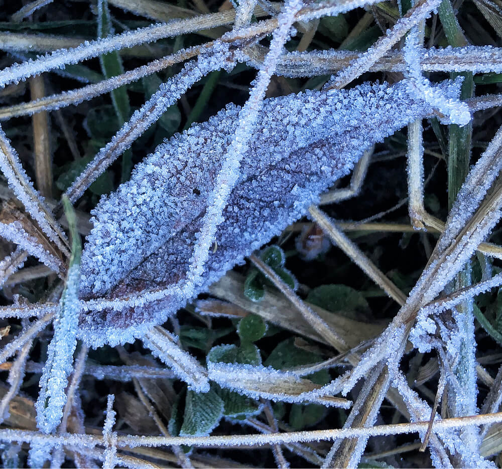 Frost on dry leaves