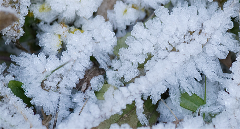 Frost ice crystals - close up