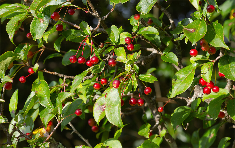 Crab Apples