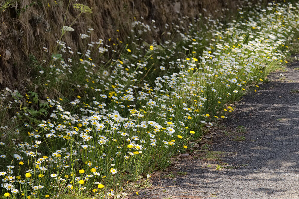 Flowers on roadside