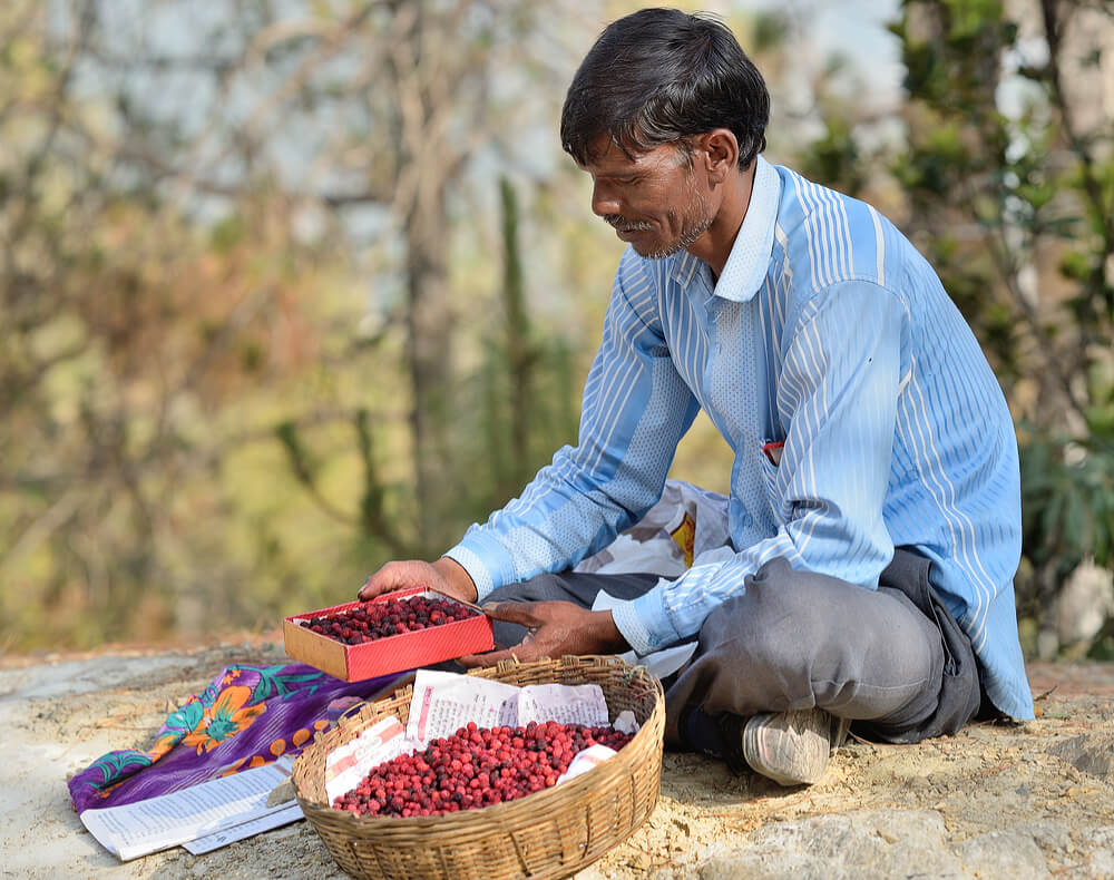 Villager selling Kaphal