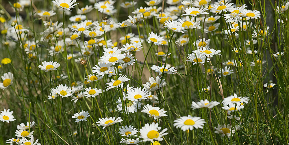 Wild Daisies