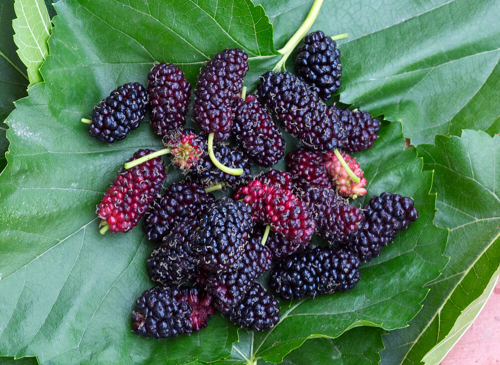 Wild Mulberries