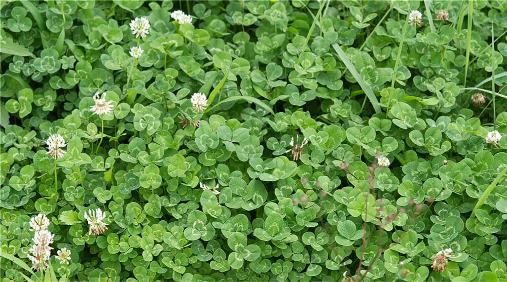 Clover