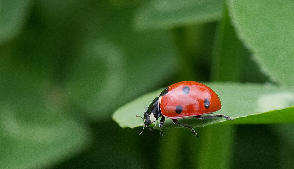 Ladybird