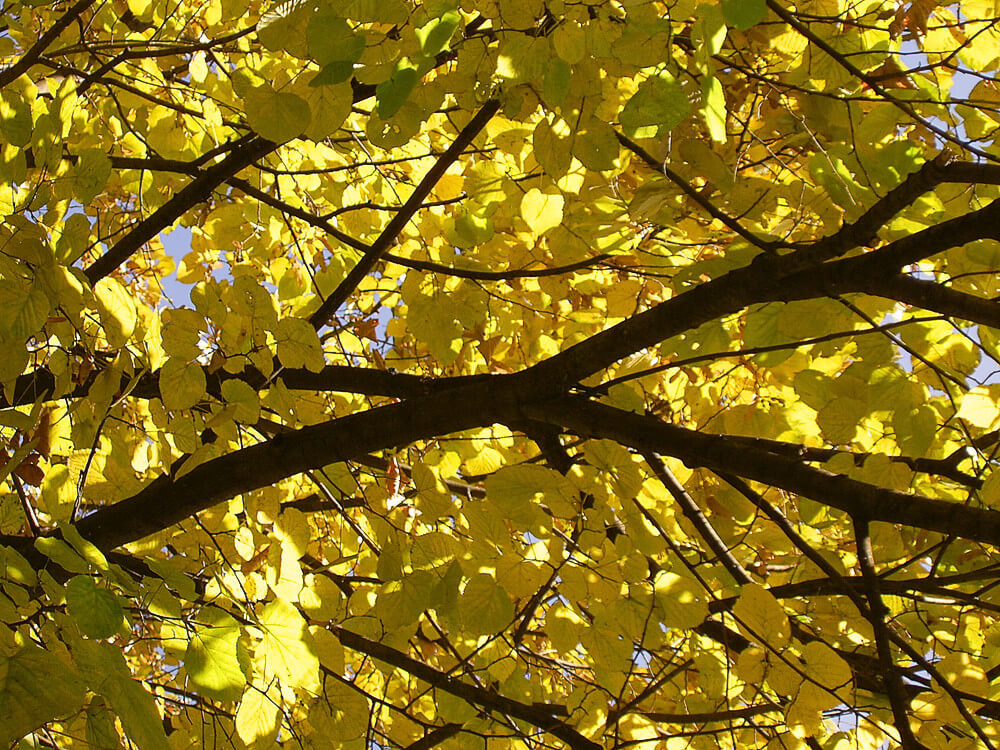 Yellow Leaves