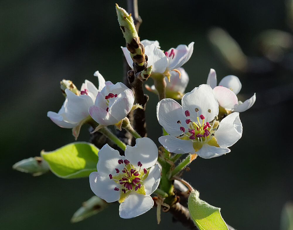 Apple Blossoms