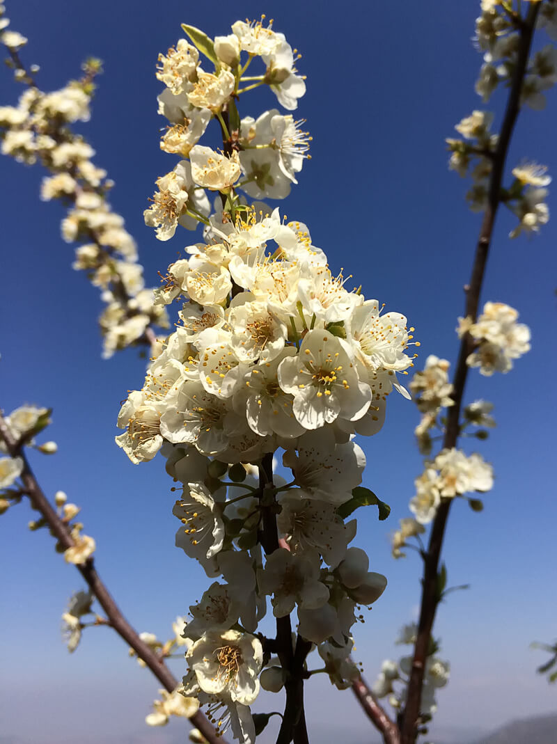 Blossoms on Plum