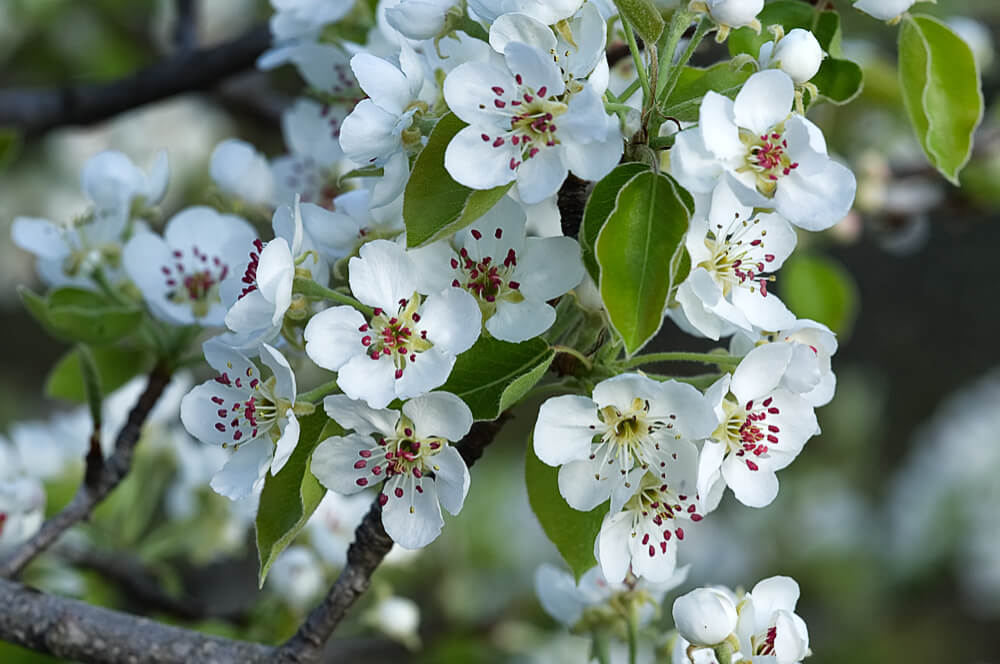 Pear Blossoms