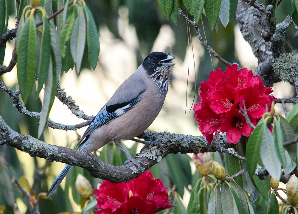Black-headed Jay and Rhododendron