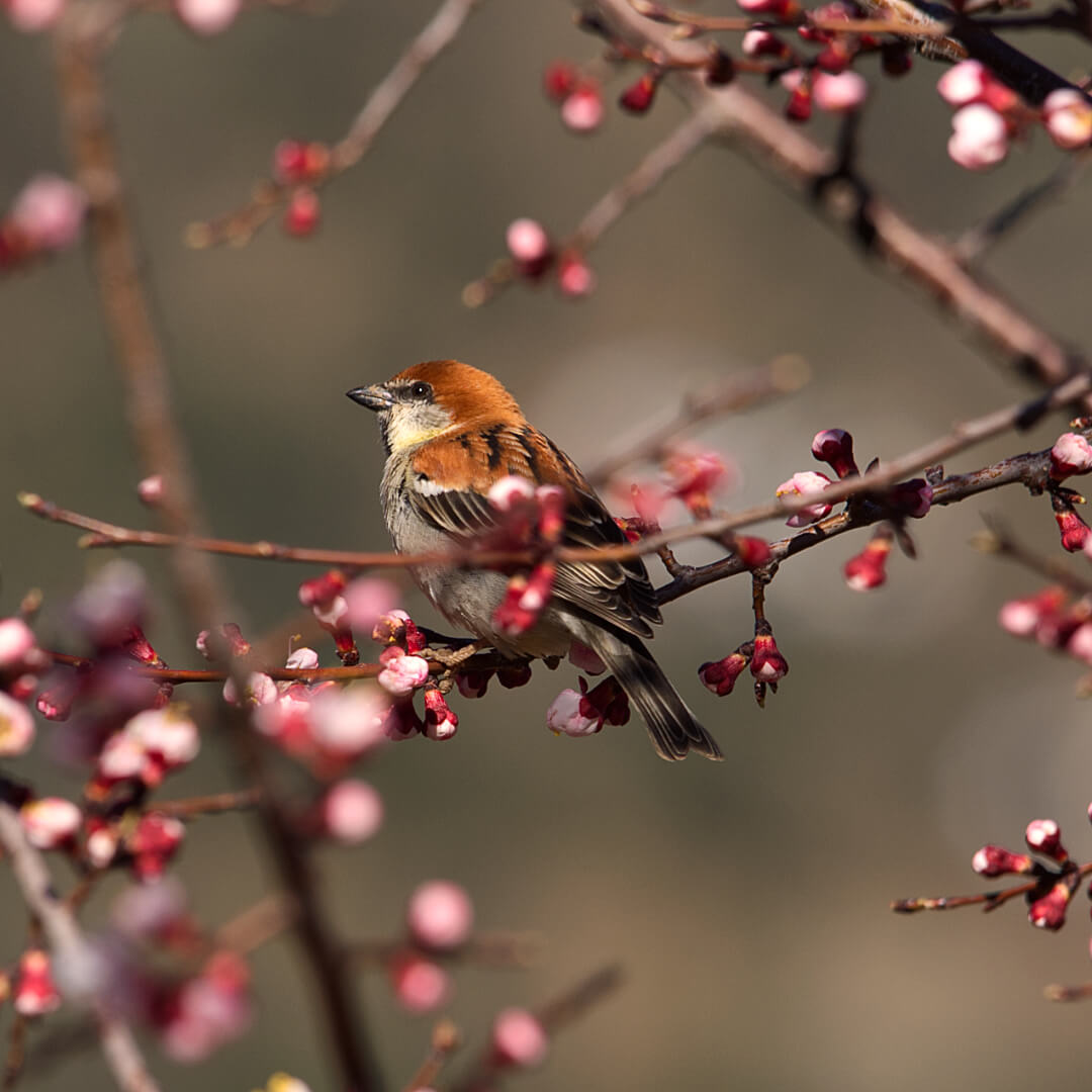 Sparrow on Apricot