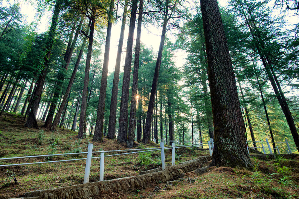 Deodar Forest