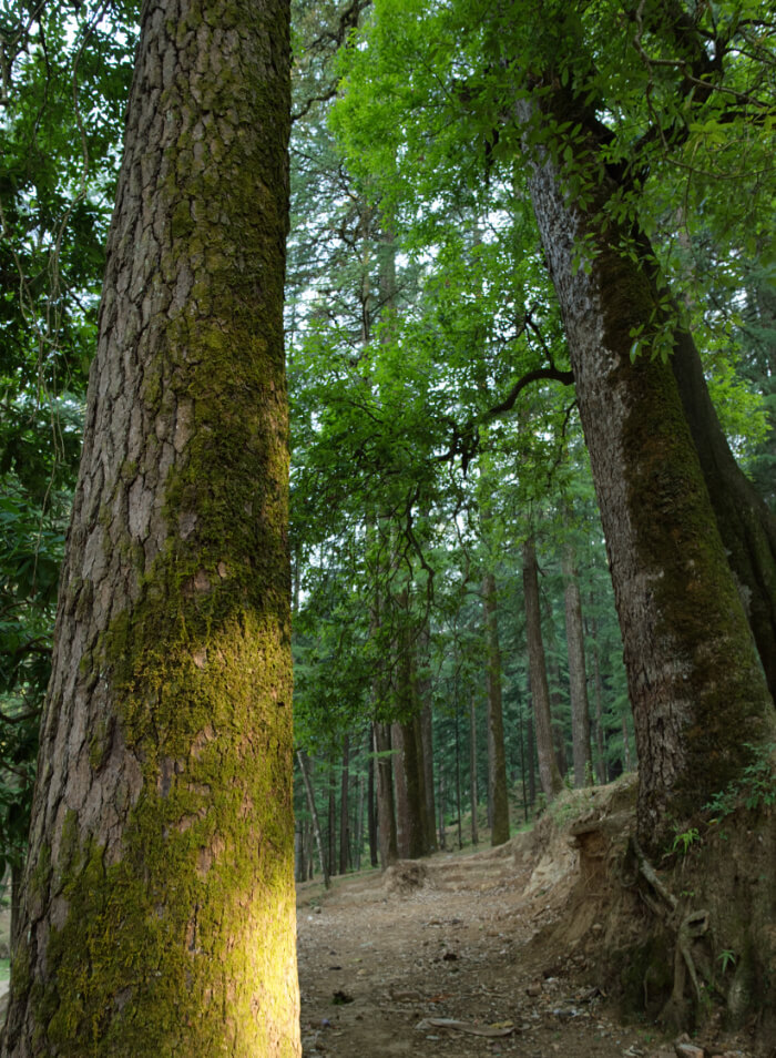 Deodar Forest
