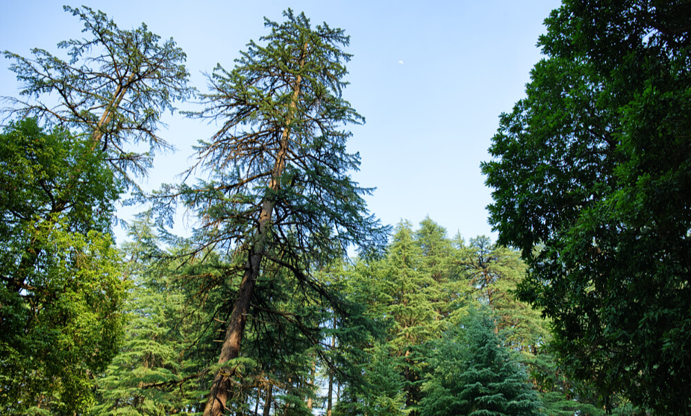 Deodar Forest