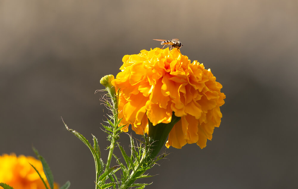 Marigold with a small bee