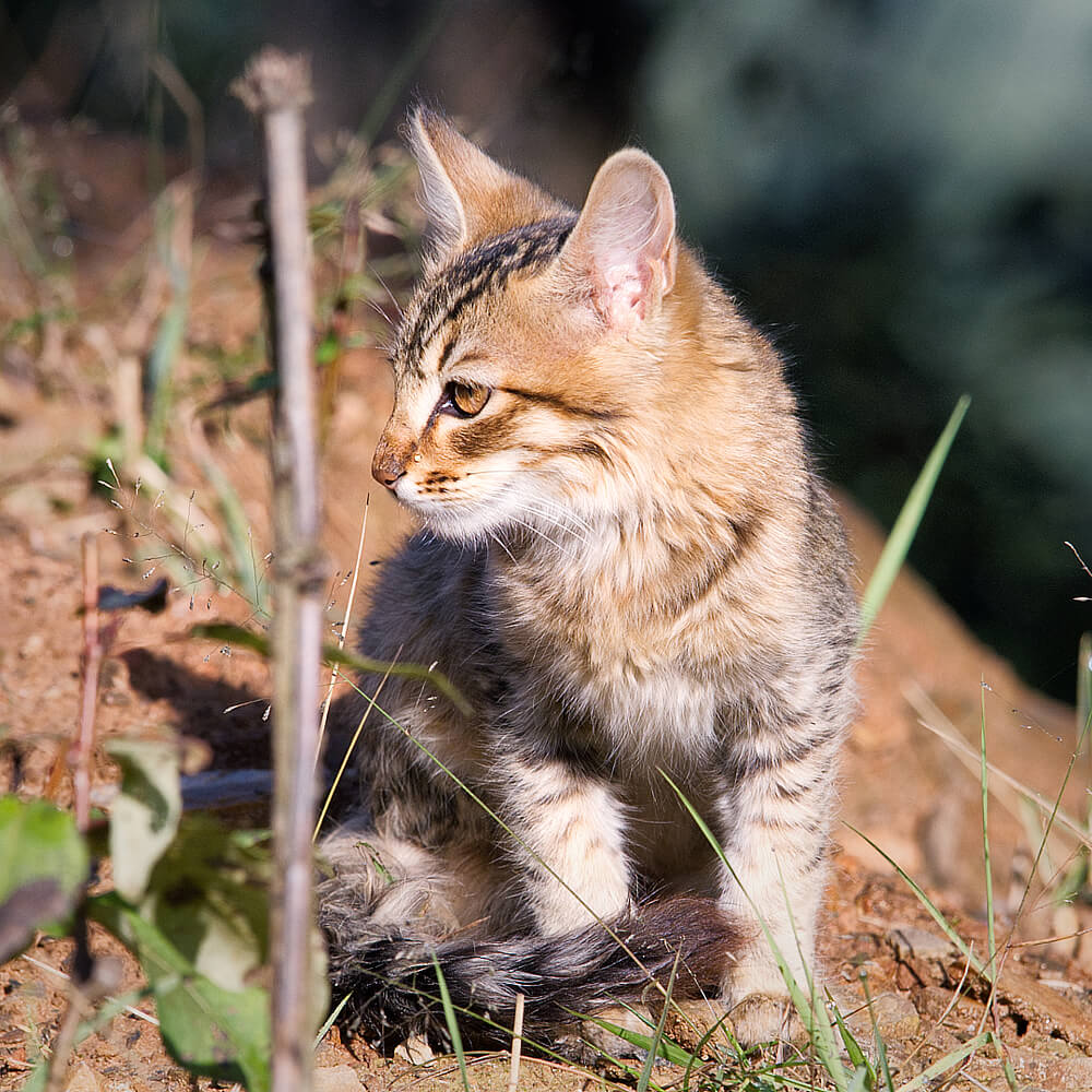 Kitten of a Wild Cat