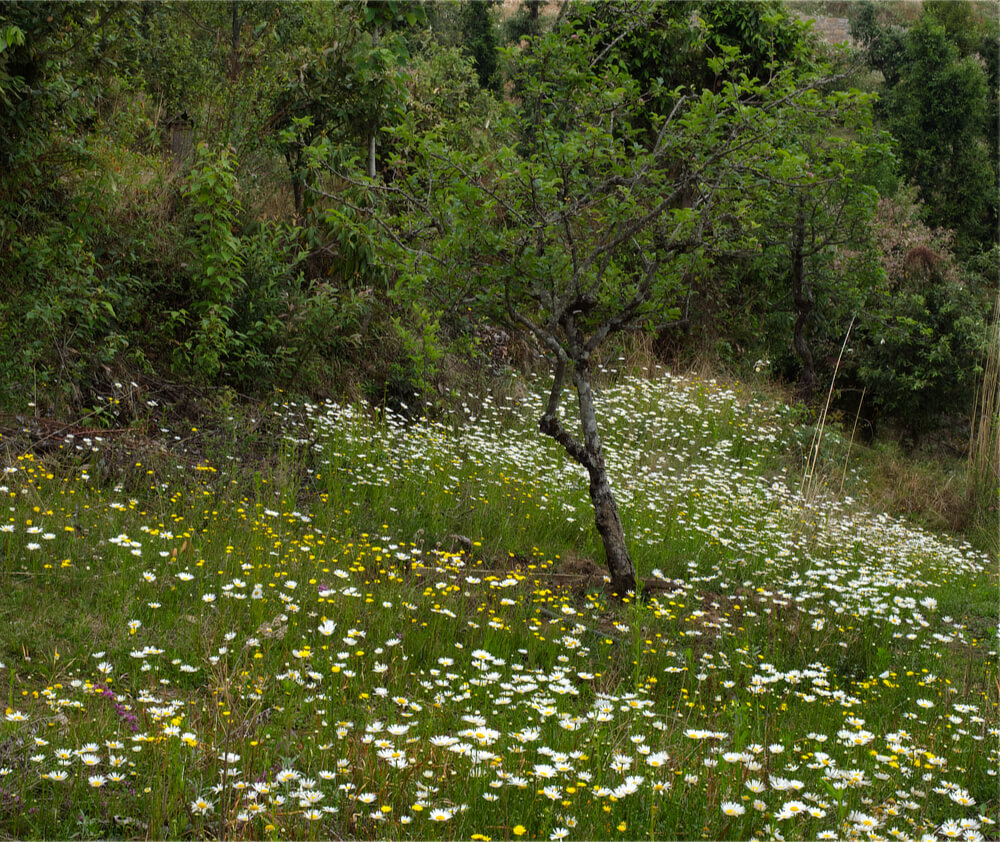 Wild Flowers and Apple