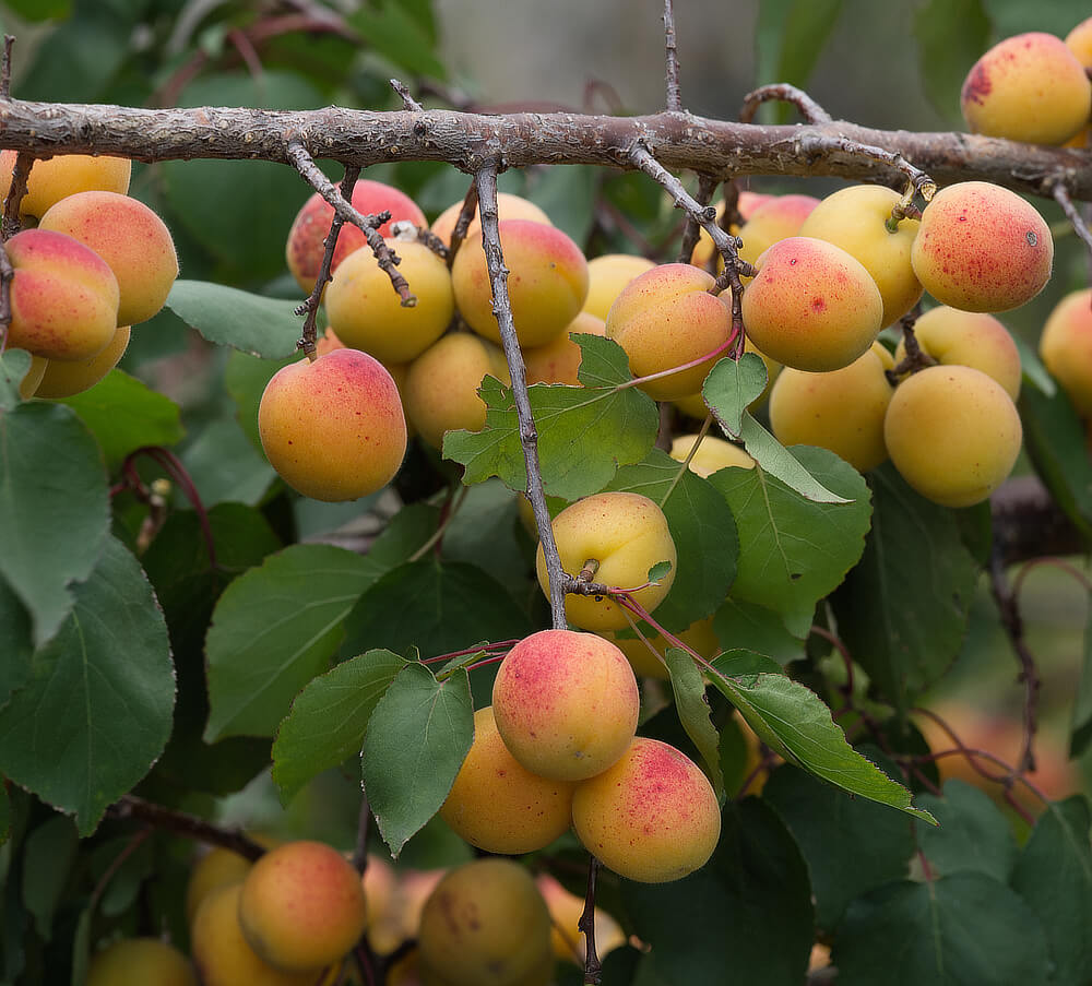 Apricots