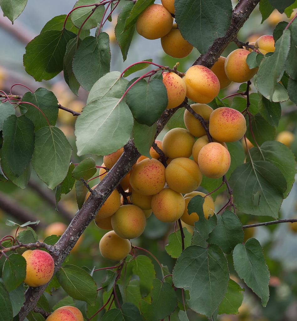 Apricots