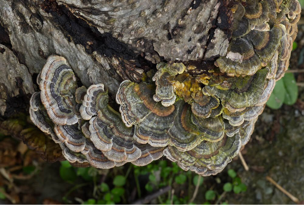 Turkey Tail Mushrooms