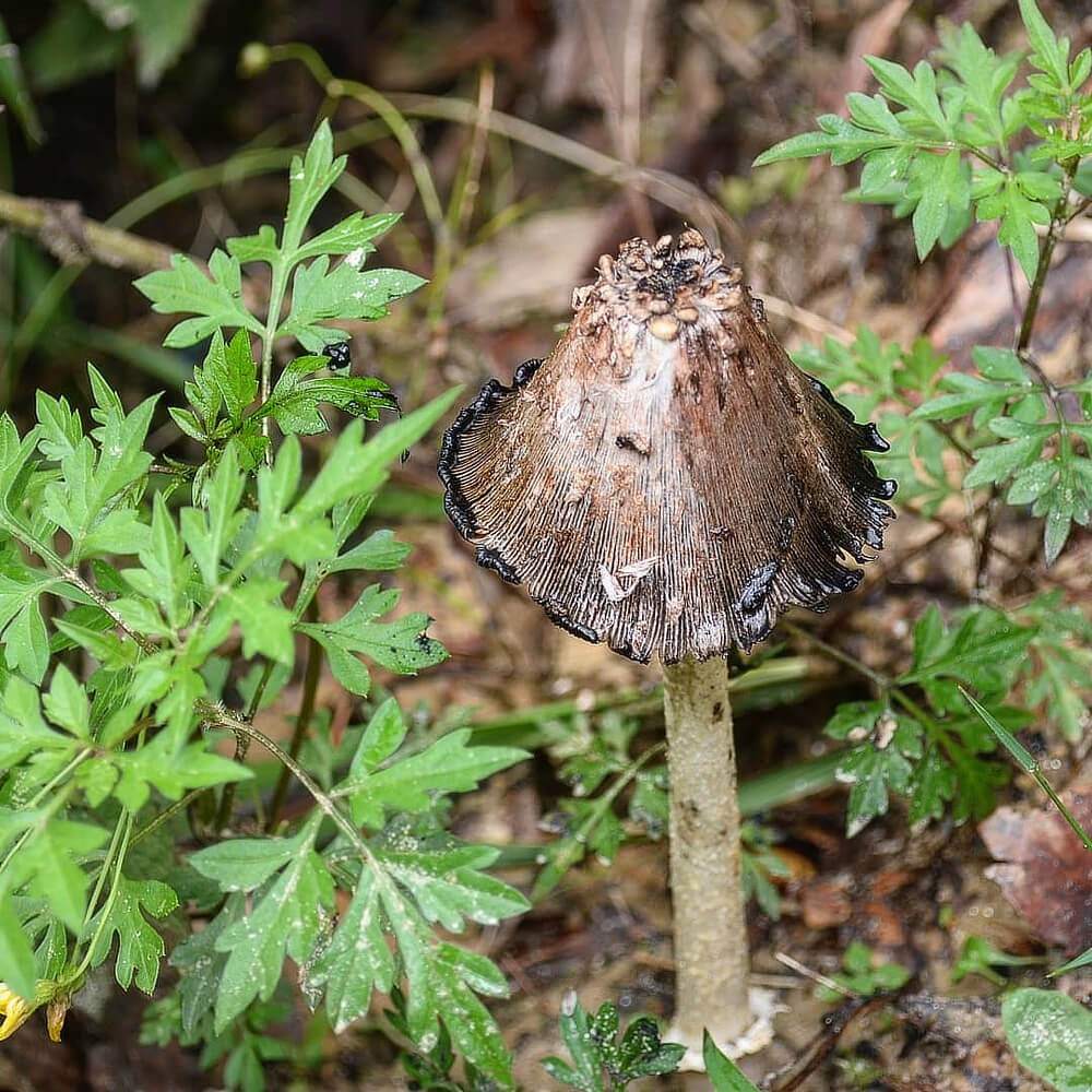 Old Ink-Cap Mushroom