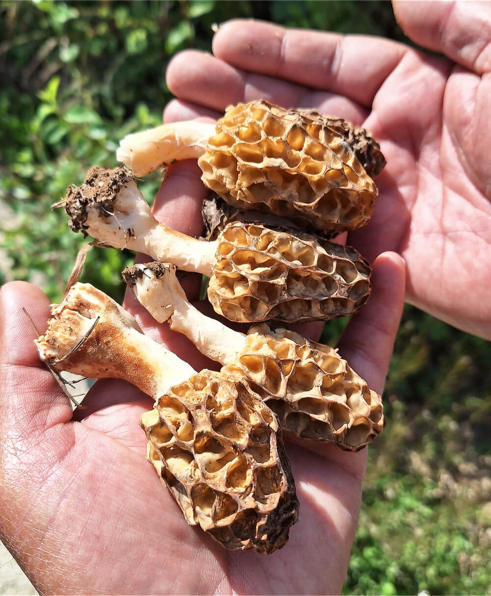 Morels