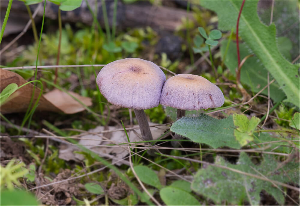 Purple Mushrooms