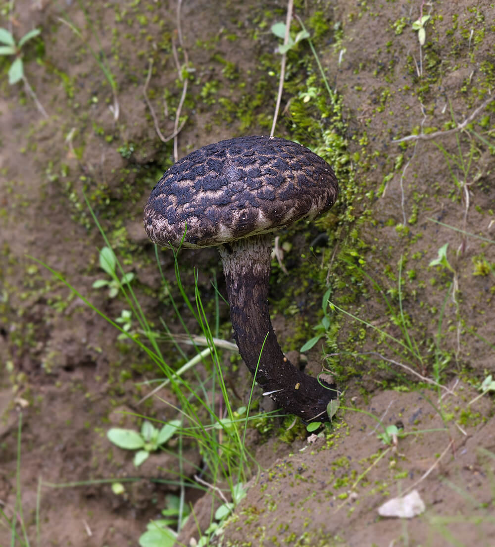 Copper Coloured Mushroom