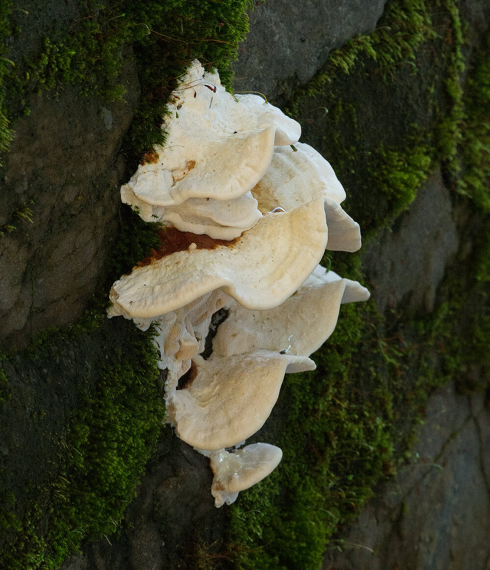 Mushrooms growing on a wall