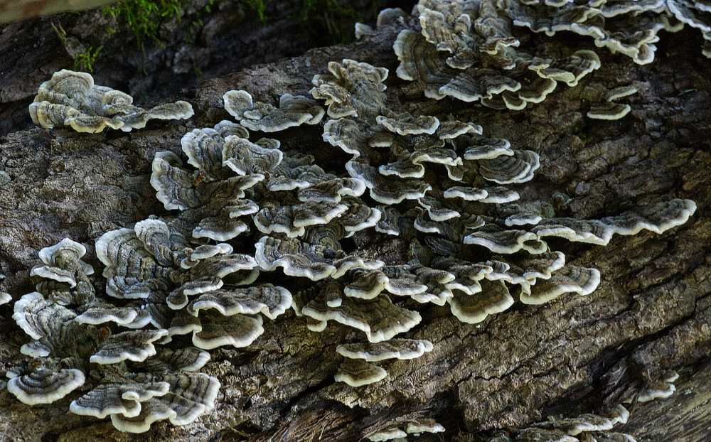 Turkey Tail Mushrooms