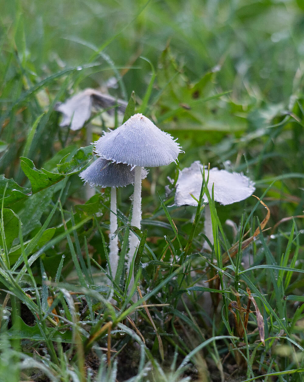 Mushrooms growing wild in our lawn
