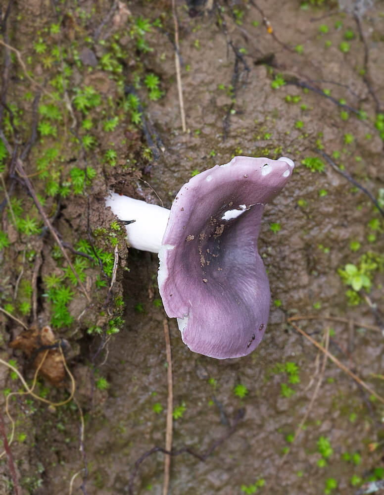 Purple Mushroom