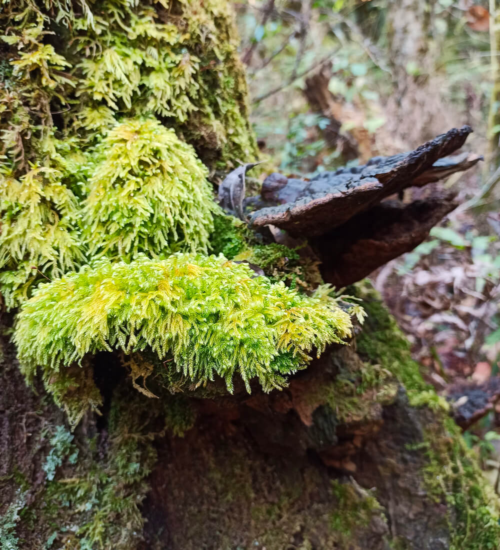 Mushroom and Moss