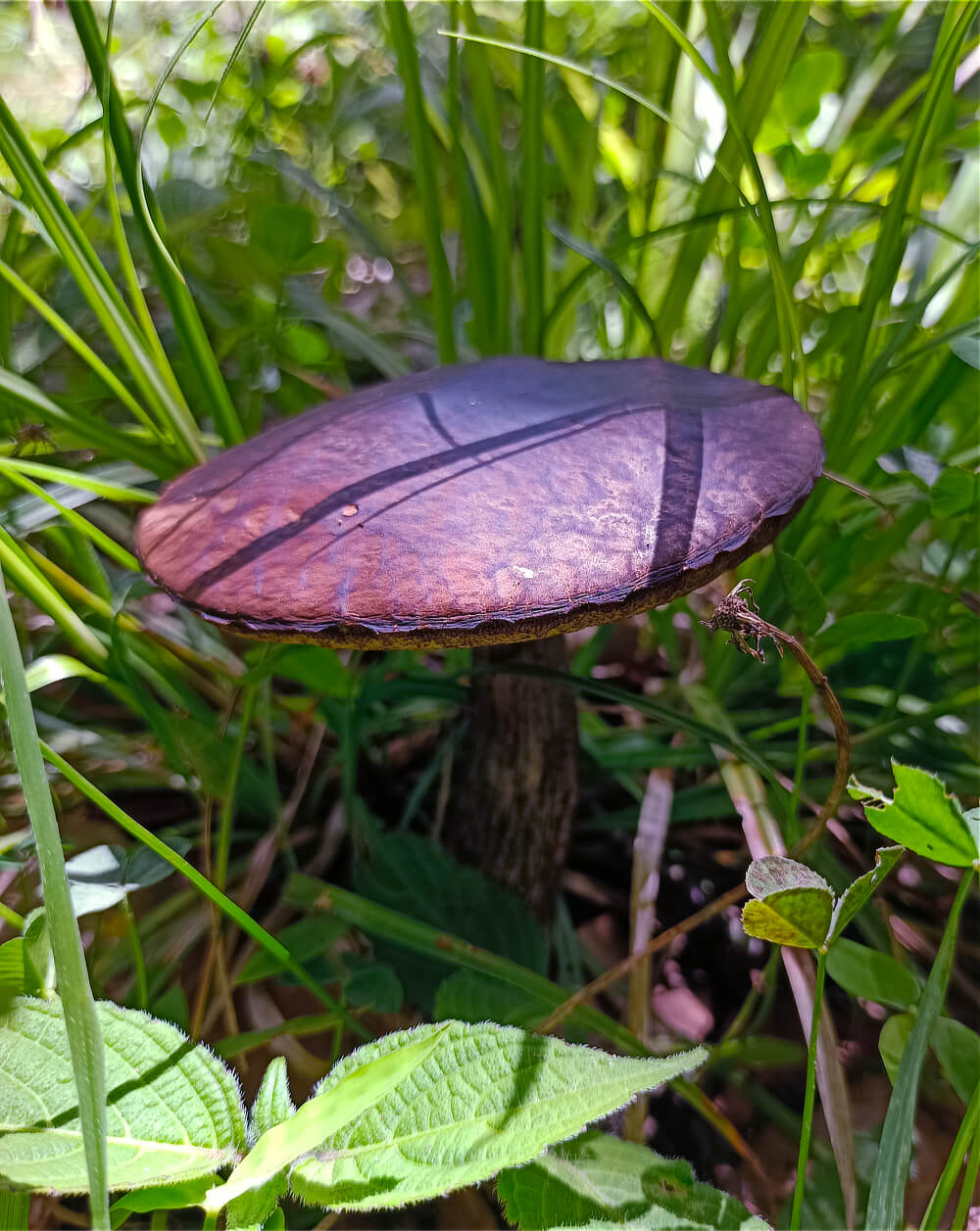 Metallic Purple Mushroom