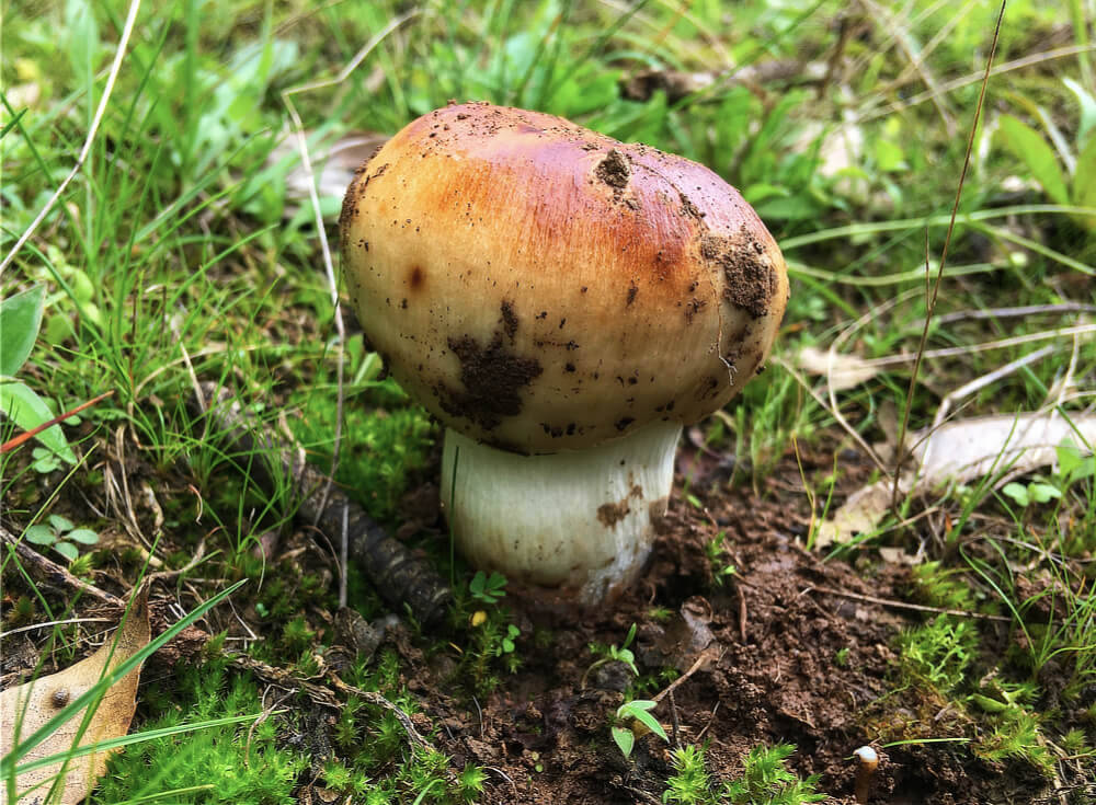 Potato Mushroom
