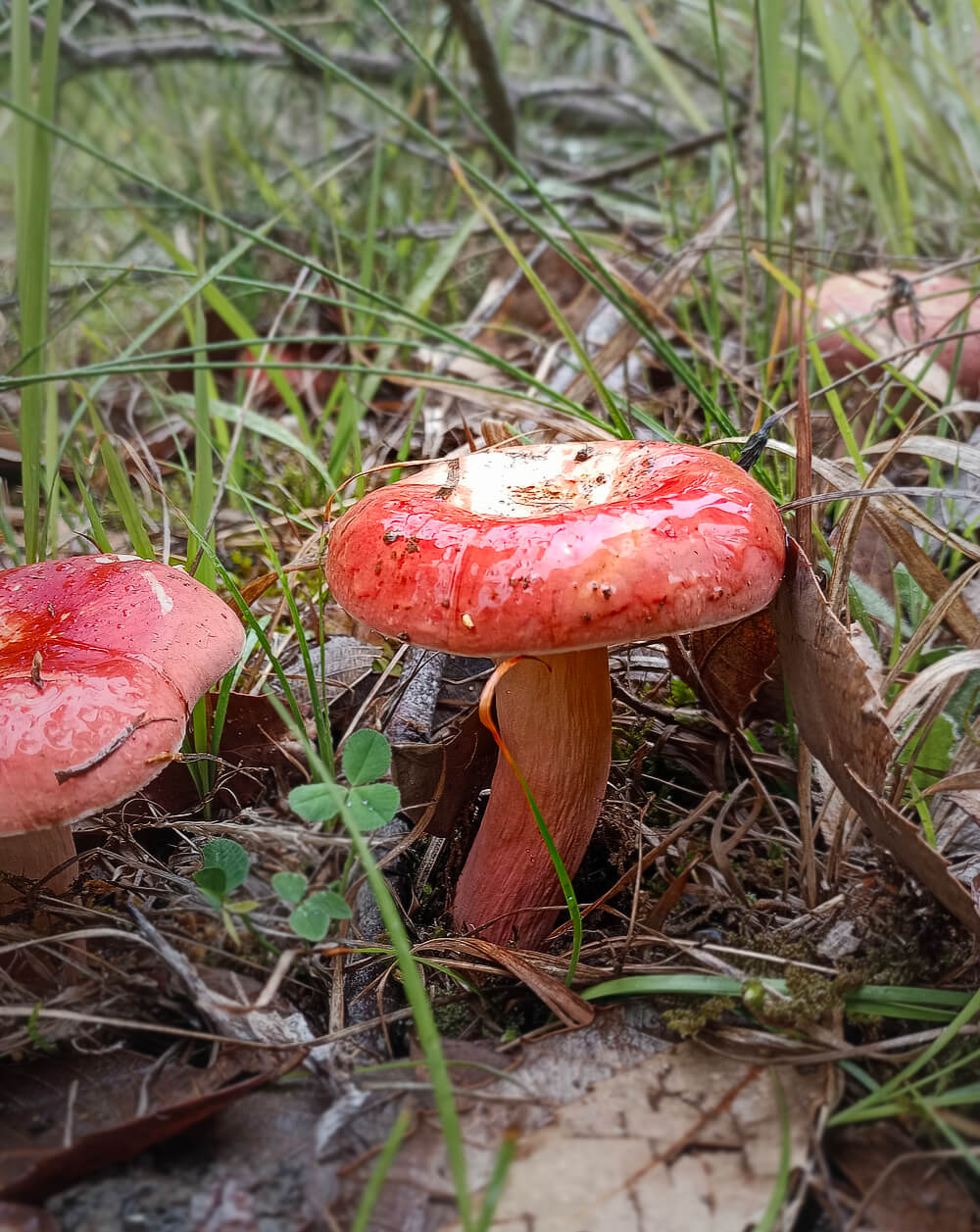 Red Mushrooms
