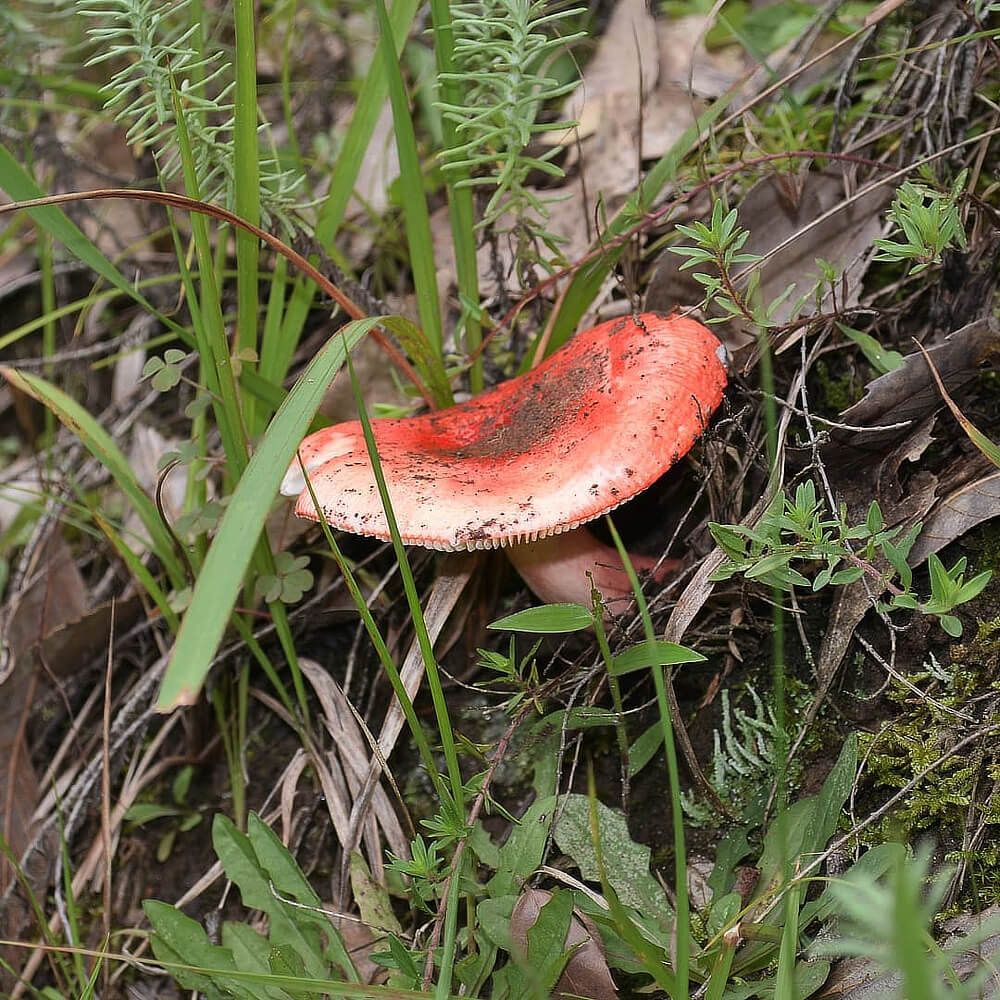 Orange Flat Mushroom