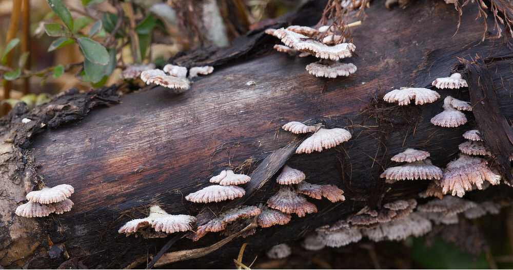 Mushrooms on a Log