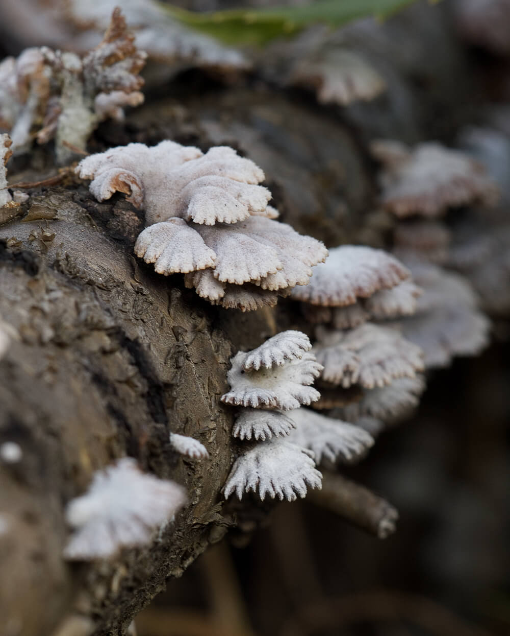 White Mushrooms on a dead tree