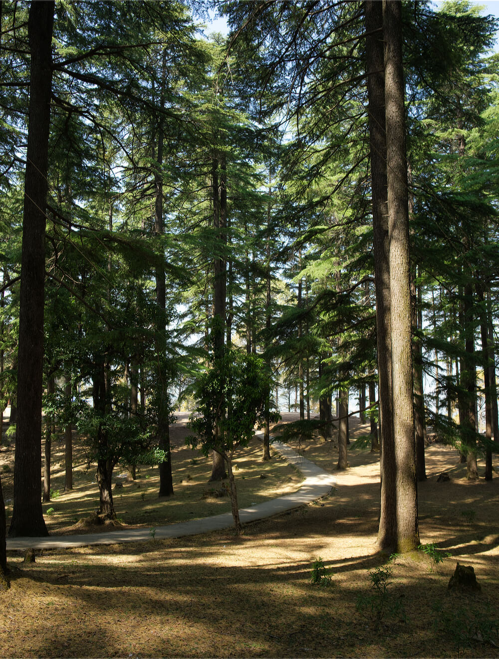 Forest and Pathway near Ari Devta temple