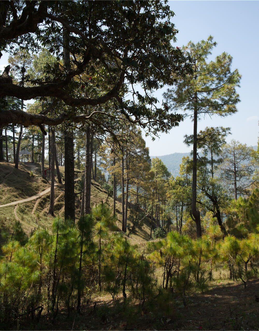 Forest around Ari Devta temple