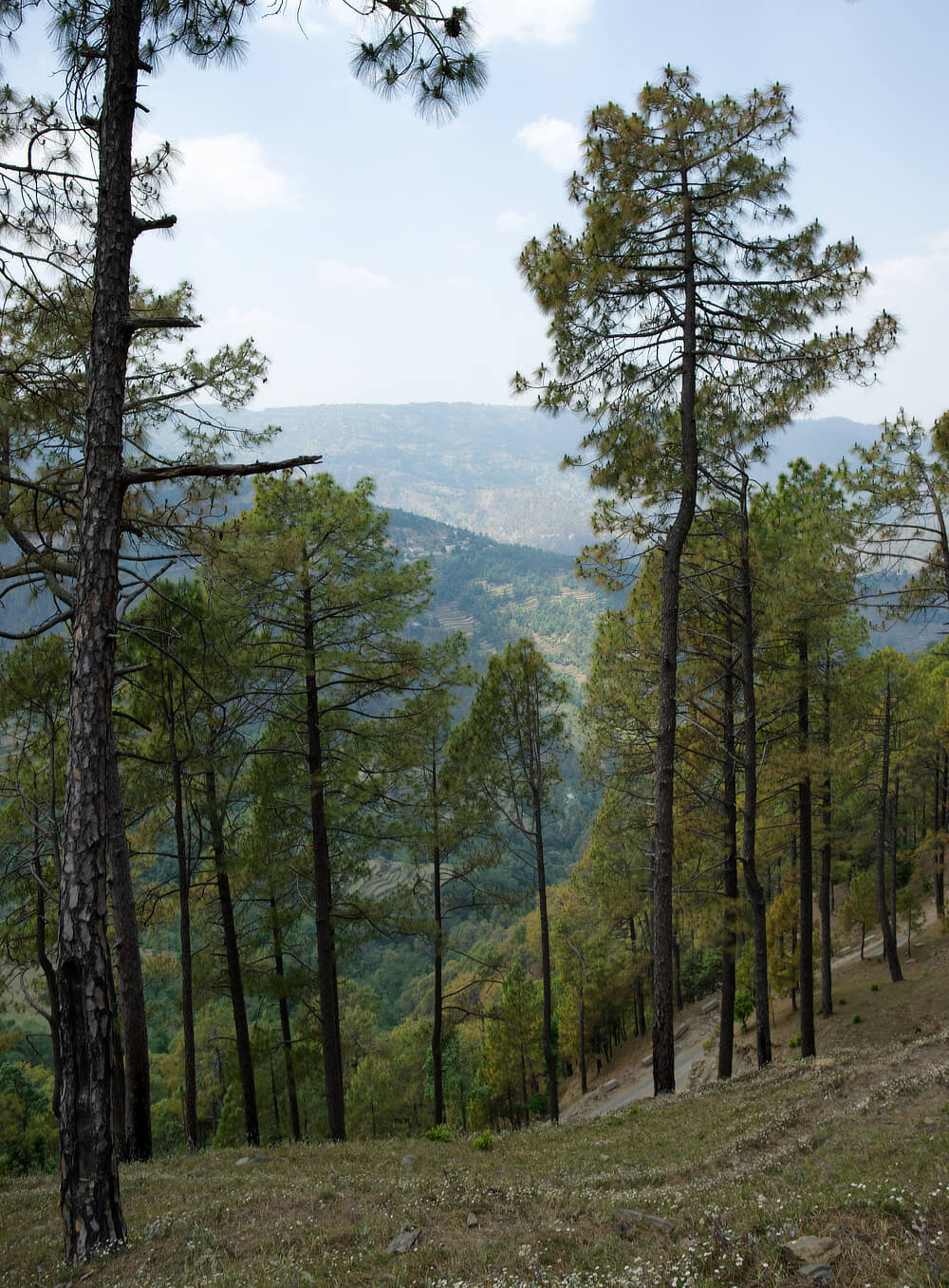 Pine Trees surrounding Ari Devta temple