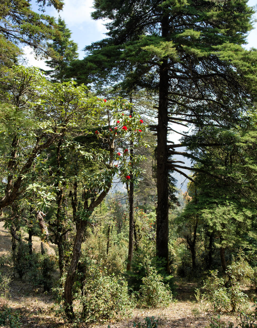Beauty of Forests on a Clear Day