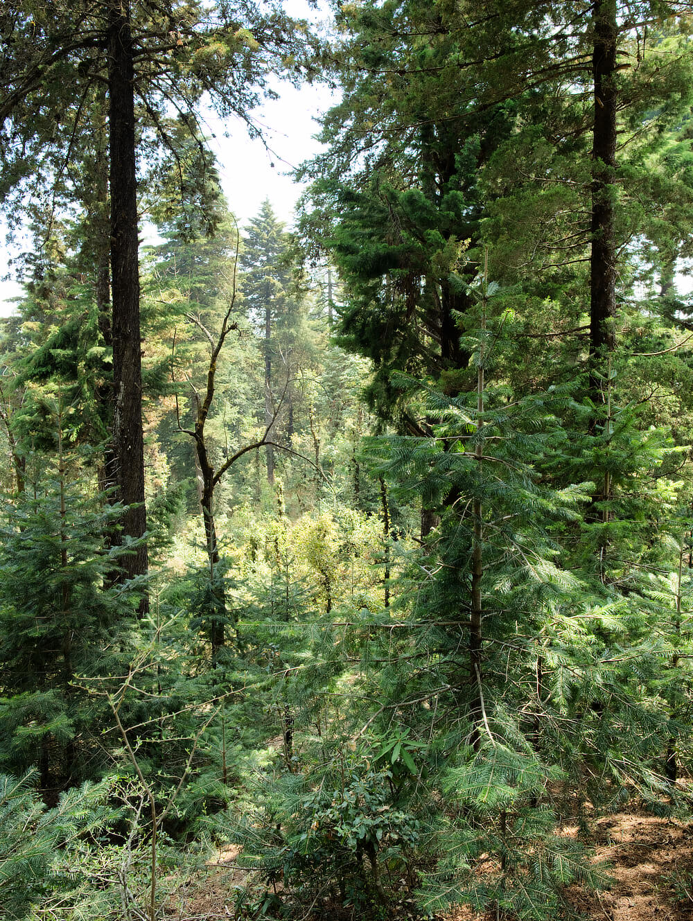 Forest near Maini's Hill Cottages