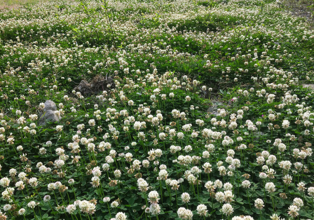 Clover Field