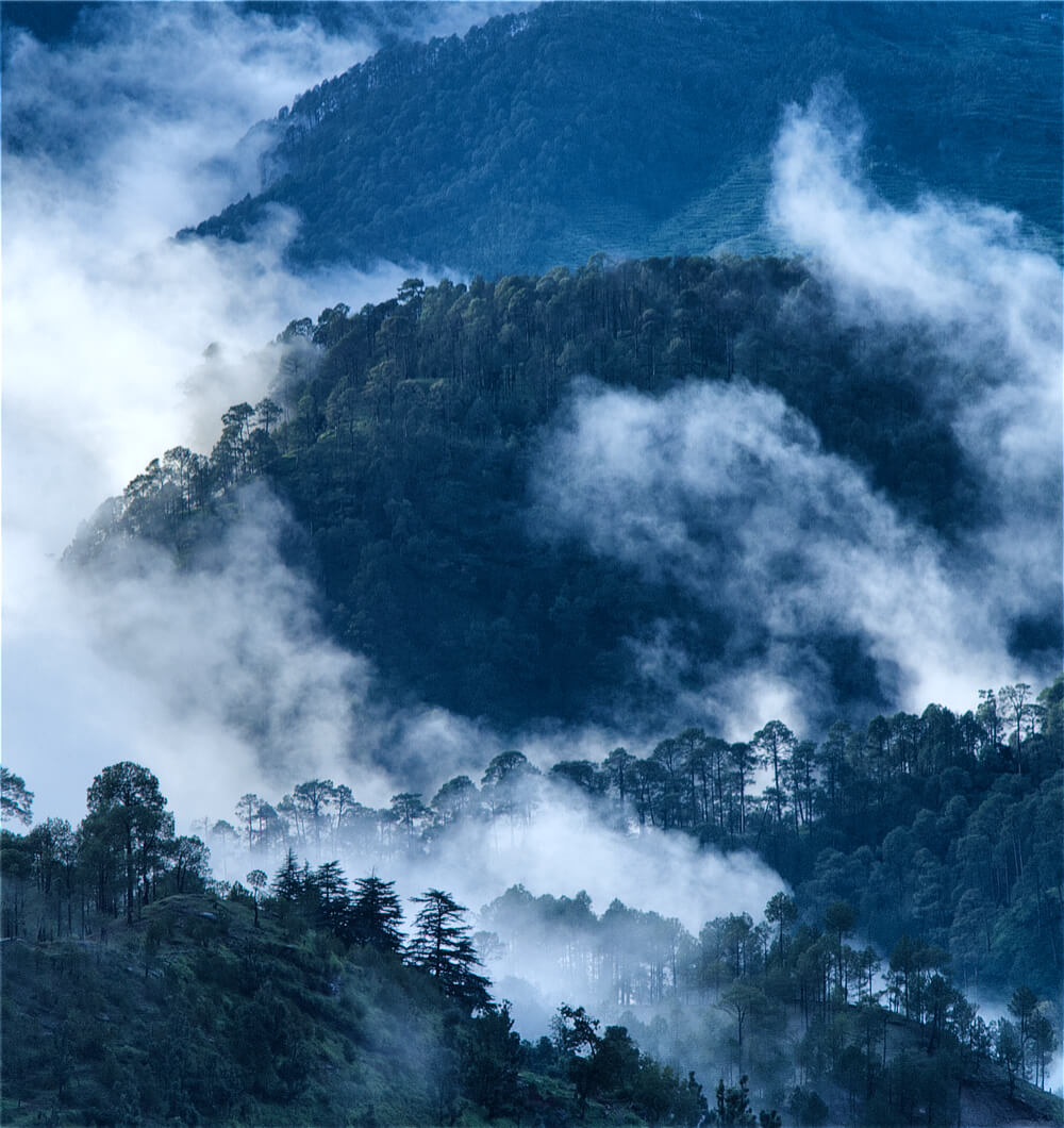 Coniferous Forest during Rainy Season